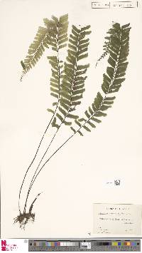 Hymenasplenium cheilosorum image