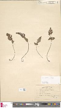 Asplenium obovatum subsp. billotii image
