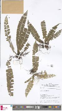 Asplenium borneense image