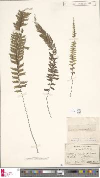 Hymenasplenium cheilosorum image