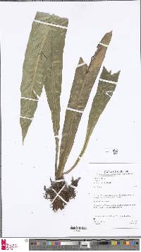 Asplenium serratum image