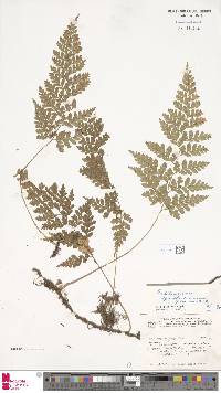 Asplenium nitidum image