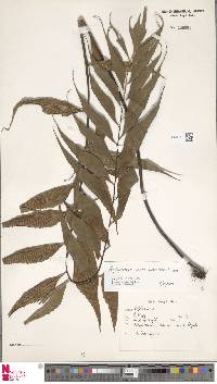 Image of Asplenium anisophyllum