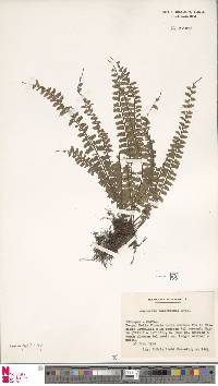 Asplenium sandersonii image