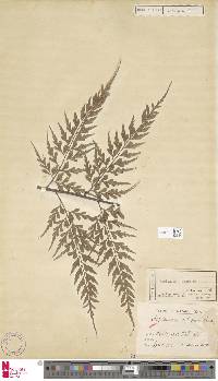 Asplenium nitidum image