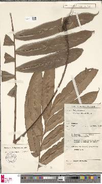Blechnopsis finlaysoniana image