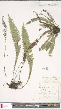 Austroblechnum lanceolatum image