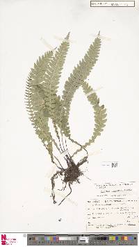 Austroblechnum lanceolatum image