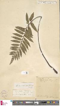 Asplenium obtusatum image