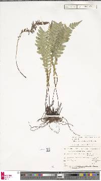Austroblechnum lanceolatum image