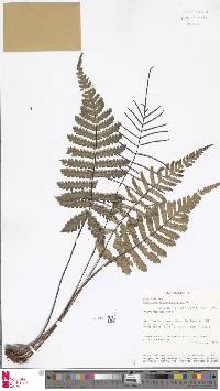 Diploblechnum diversifolium image