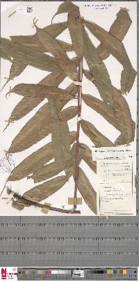 Blechnopsis finlaysoniana image