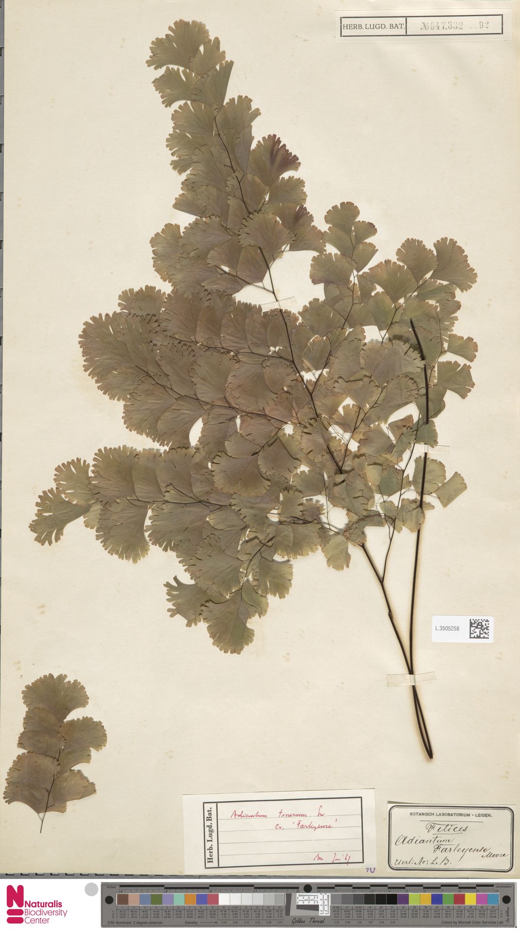 Adiantum tenerum var. farleyense image