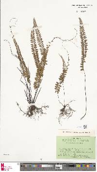 Adiantum edgeworthii image