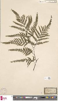 Adiantum formosum image