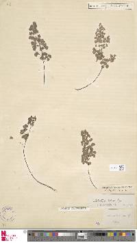 Adiantum thalictroides var. hirsutum image