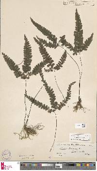 Adiantum diaphanum image