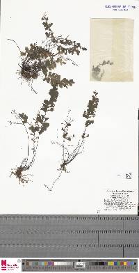 Adiantum diaphanum image