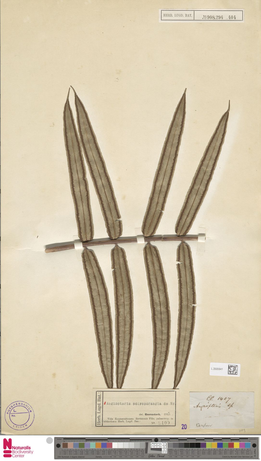 Angiopteris helferiana image