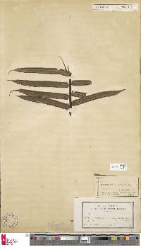 Angiopteris javanica image