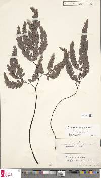 Adiantum cunninghamii image