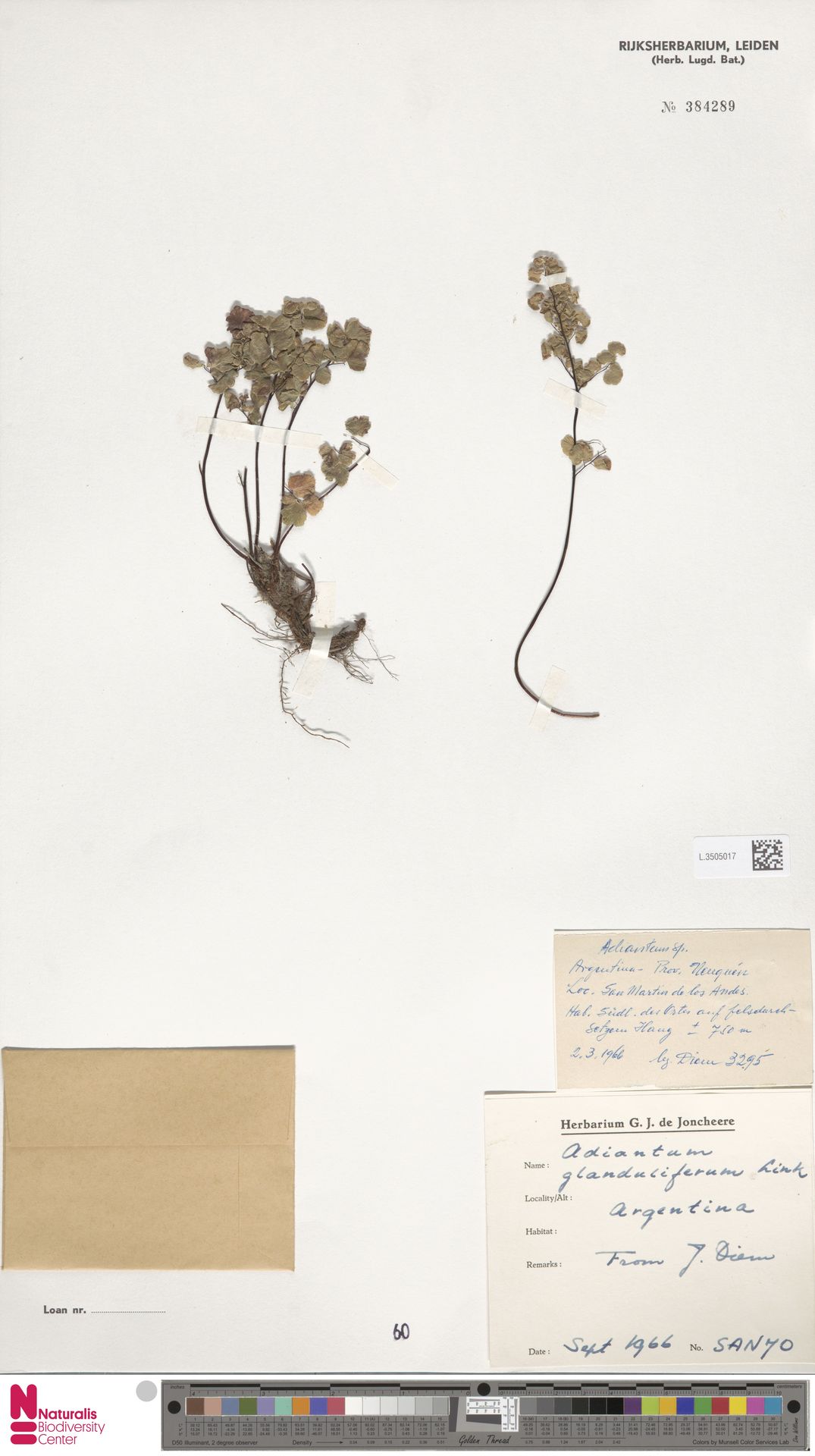 Adiantum thalictroides var. hirsutum image