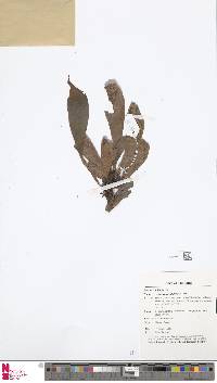 Antrophyum callifolium image