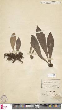 Antrophyum callifolium image