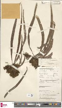 Antrophyum malgassicum image