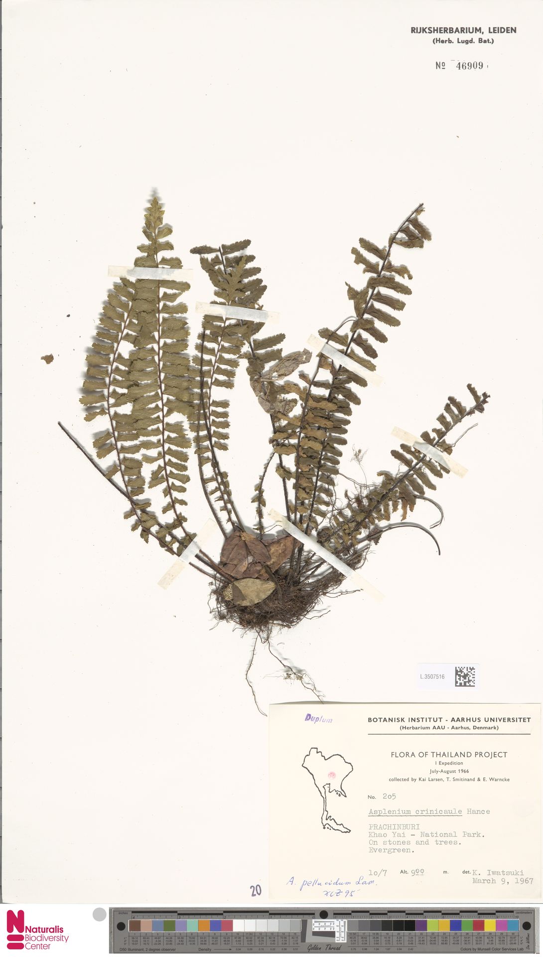 Asplenium crinicaule image