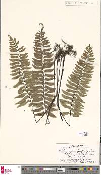 Hymenasplenium unilaterale image