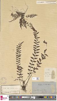 Asplenium crinicaule image