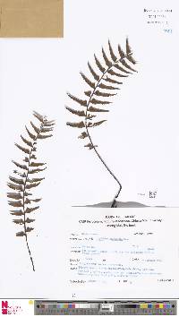 Asplenium crinicaule image