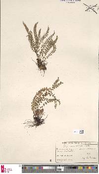 Asplenium viride image