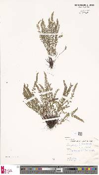 Asplenium viride image