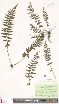 Asplenium crinicaule image