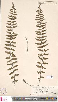 Asplenium crinicaule image