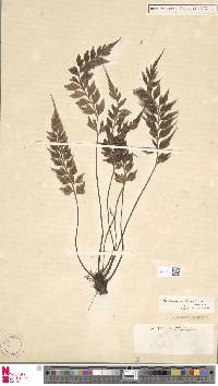 Image of Asplenium demerkense