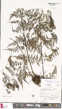 Asplenium laserpitiifolium image