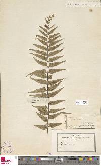 Asplenium daucifolium image