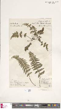 Asplenium aethiopicum subsp. aethiopicum image