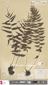 Asplenium hastatum image