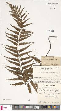 Asplenium aethiopicum subsp. aethiopicum image