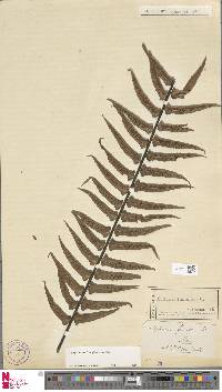 Asplenium longissimum image