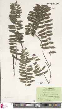 Asplenium tenerum image