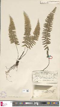 Asplenium lunulatum image