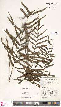 Asplenium marattioides image