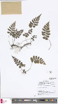 Hymenasplenium subnormale image