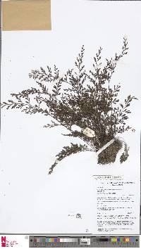 Austrogramme asplenioides image