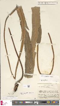 Lepisorus validinervis var. longissima image